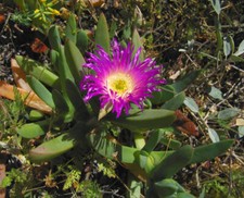 Semi di Carpobrotus chilensis