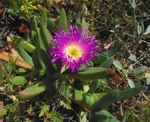 Semi carpobrotus chilensis - semi,
