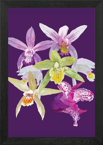 Bletilla orchidee incorniciato - bletilla,