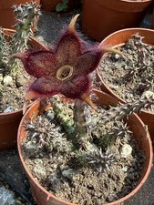 Edithcolea grandis Succulent
