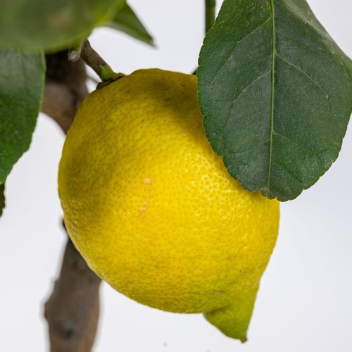 Pianta limone carrubaro in - di,