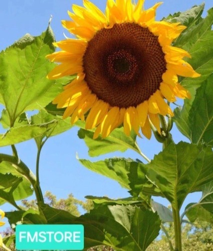 Girasole gigante sunflower - girasole,