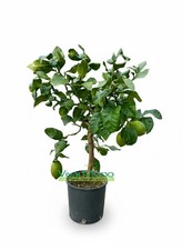 Pianta di Limone (vaso - 20)