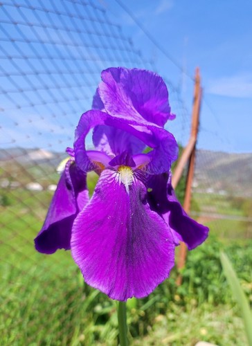 Rizomi iris germanica - rizomi,