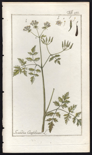 1800 johannes zorn icones - 1800,