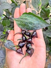 10 semi di peperoncino Black