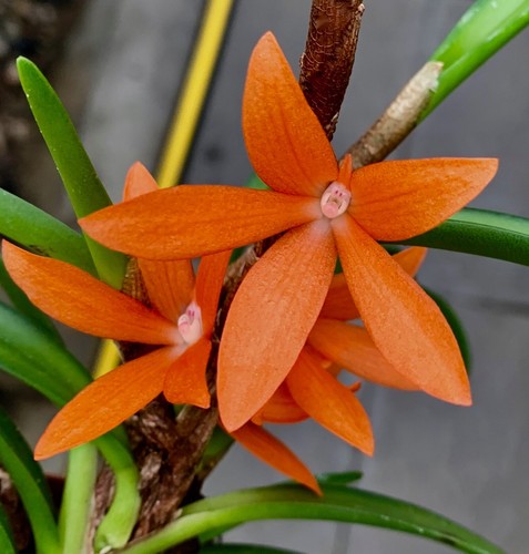 Ceratostylis species coral - species, 'coral