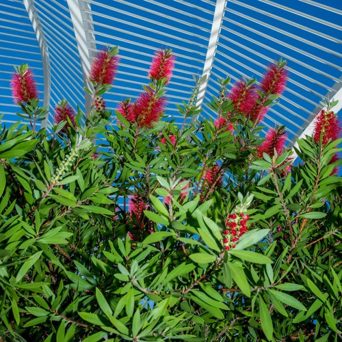 Callistemon citrinus - , cv