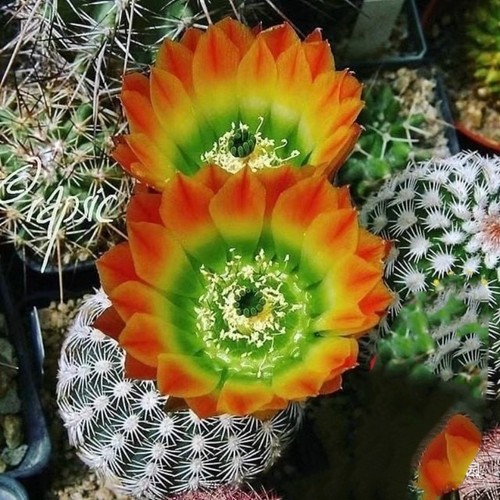 Pianta succulenta cactus - succulenta, di
