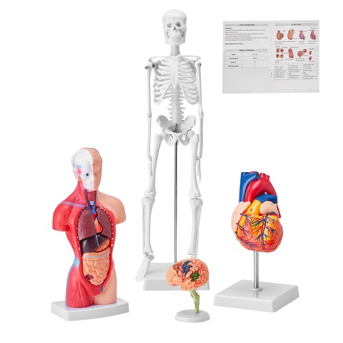 Vevor modello anatomico per - vevor,