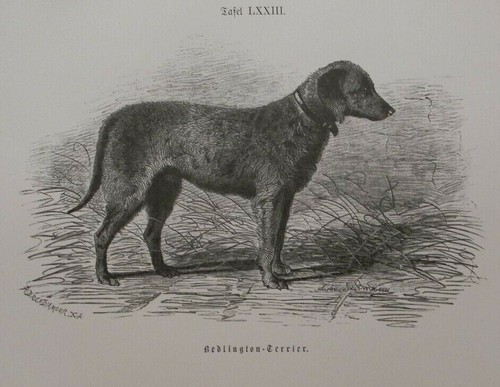 Bedlington terrier rothbury - bedlington,