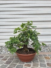 Acero Campestre (Acer