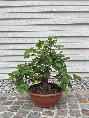 Acero campestre acer - acero, (acer