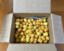 GROSSO LOTTO  SORPRESINE