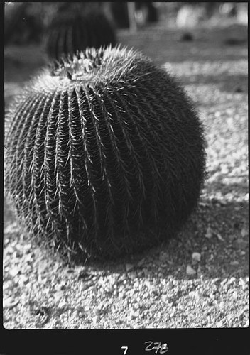 Foto pianta del deserto - deserto, di
