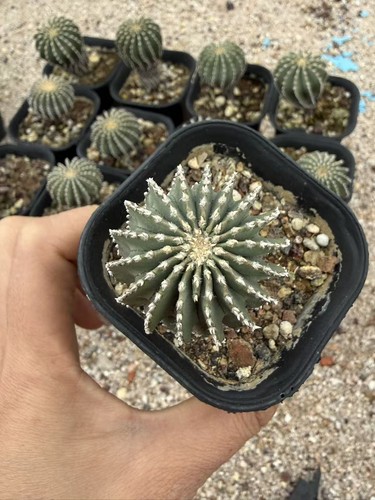 Geohintonia mexicana cactaceae - geohintonia,