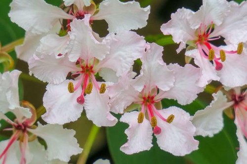 Semi bauhinia vahlii - 3,