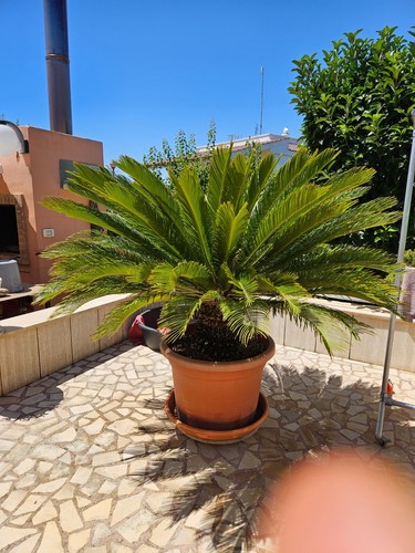 Cycas revoluta senza vaso - revoluta,