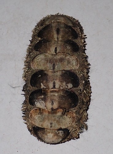 Acanthopleura gemmata - mm,
