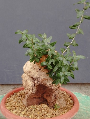 Bonsai olivastro 30x14m - olivastro,