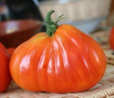 CUORE DI BUE DI POMODORO PESO FINO A 2KG 50 semi + SPEDIZIONE GRATUITA + GRATUITA