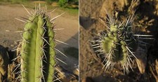 Cereus Fricii – 10 Semi –