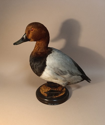 Taxidermy cabinet de - cabinet,