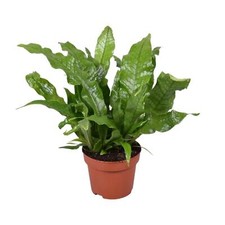 Microsorum Crocodyllus - Ø12