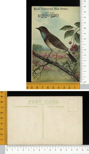 V0918 uccelli blue throated - v0918],