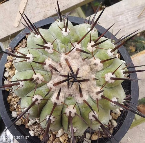 Copiapoa cinerea self - self, roote