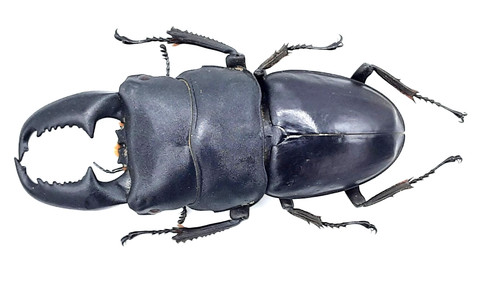Lucanidae serrognathus - lucanidae,,