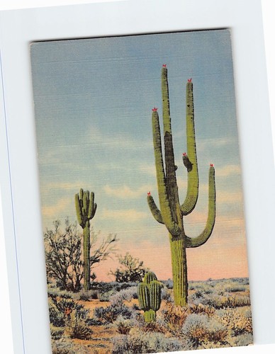 Cartolina cactus sahuaro - cactus,