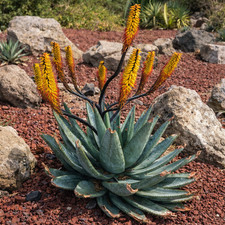 Aloe spectabilis SEEDS -  -