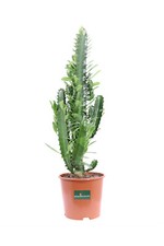 Pianta di Euphorbia Trigona pianta grassa succulenta vera ornamentale da interno
