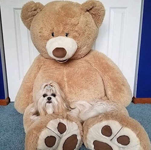 Peluche orso gigante xxl - peluche, alto