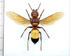 Vespidae: Vespa affinis