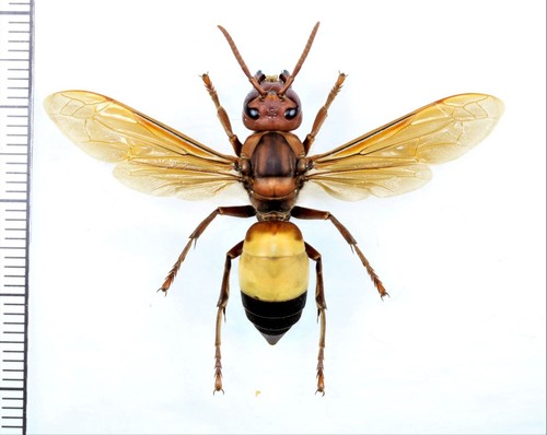 Vespidae vespa affinis - vespa,