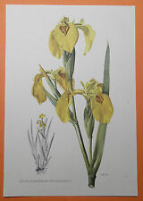 Giglio Spada Palude Iris