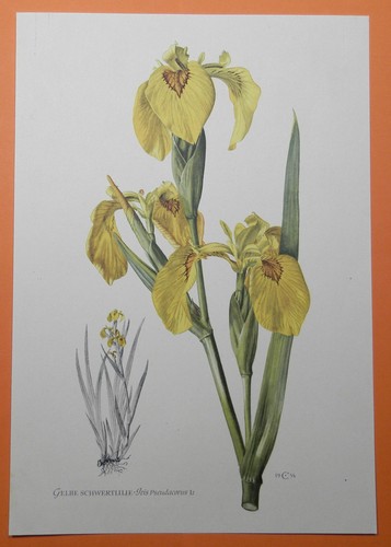 Sumpf schwertlilie iris - sumpf-schwertlilie,