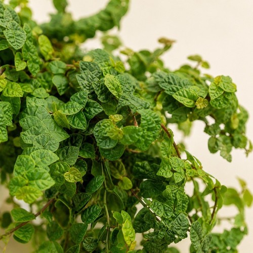 Pianta ficus repens - pianta,