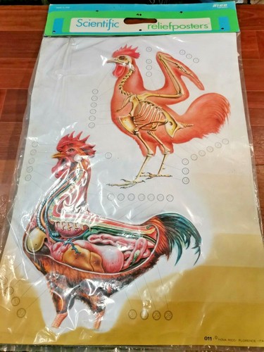 Poster rilievo scientific - rilievo,