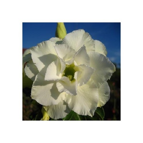 Semi adenium obesum - semi,