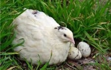 24 uova di quaglia fresche