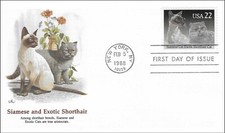 Gatti pedigree siamesi ed