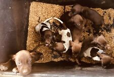 cuccioli Bracco Pointer