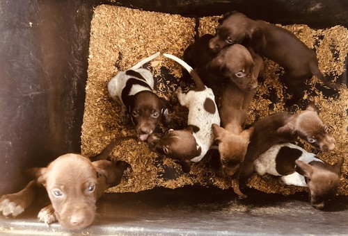 Cuccioli bracco pointer - bracco,
