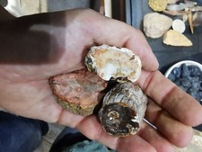 LF Legno fossile (Fossil Wood)