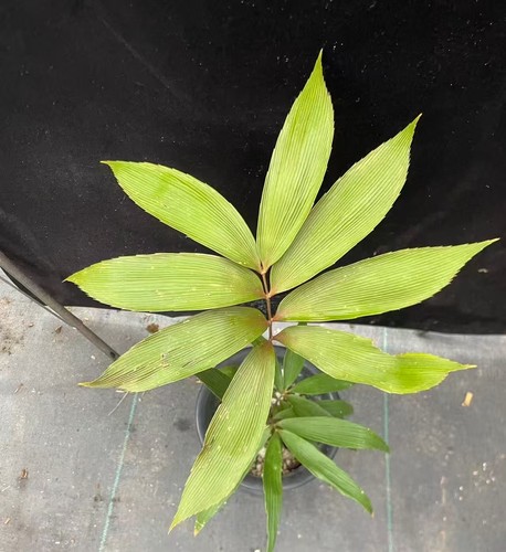 Zamia imperialis wysiwyg - imperialis,