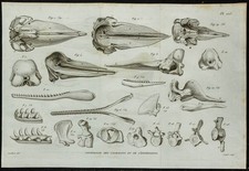 1836 - Teschi E Mascelle Di