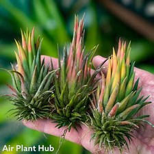 Ionantha Hazelnut Air Plant